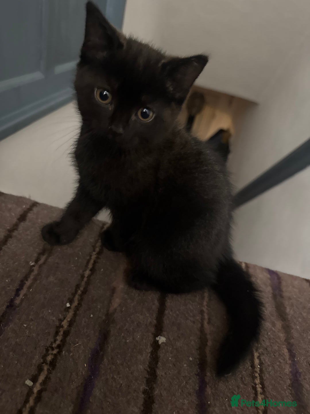 Domestic Shorthair cats for sale: kittens for sale - Image 1