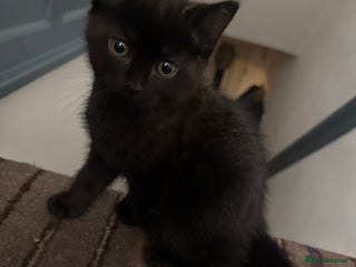 Domestic Shorthair cats - Advert 28