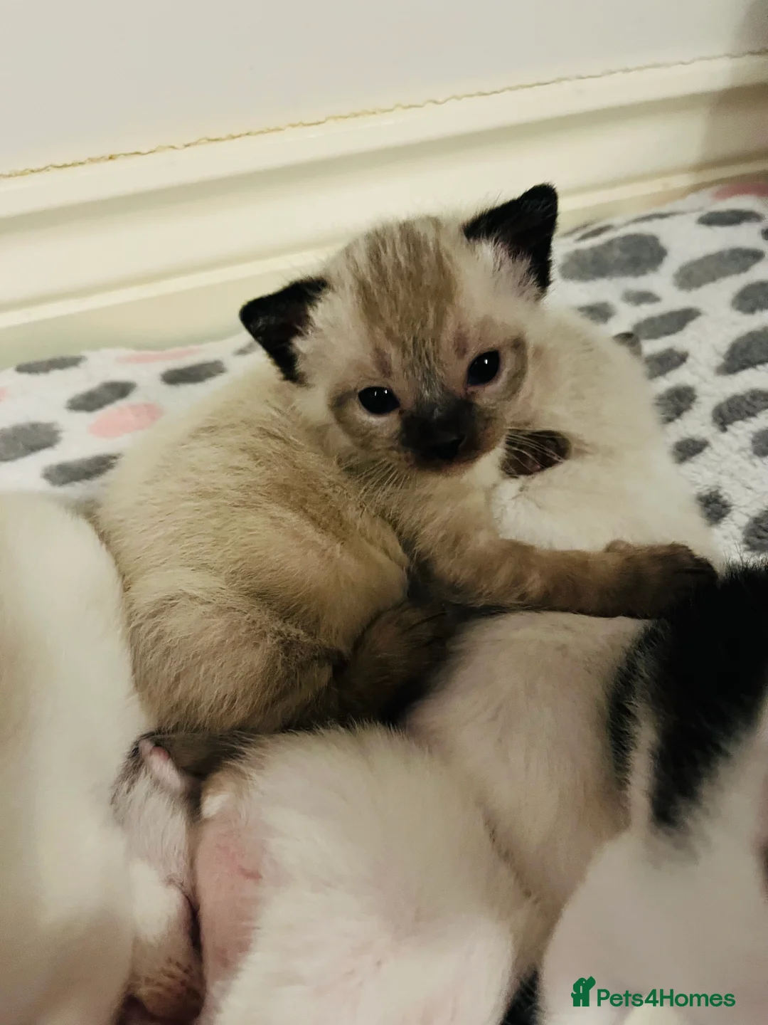 Mixed Breed cats for sale: Gorgeous Snowshoe Siamese Kittens  - Advert 17