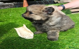 Pomeranian dogs for sale: Stunning Pomeranian Pups - Image 5
