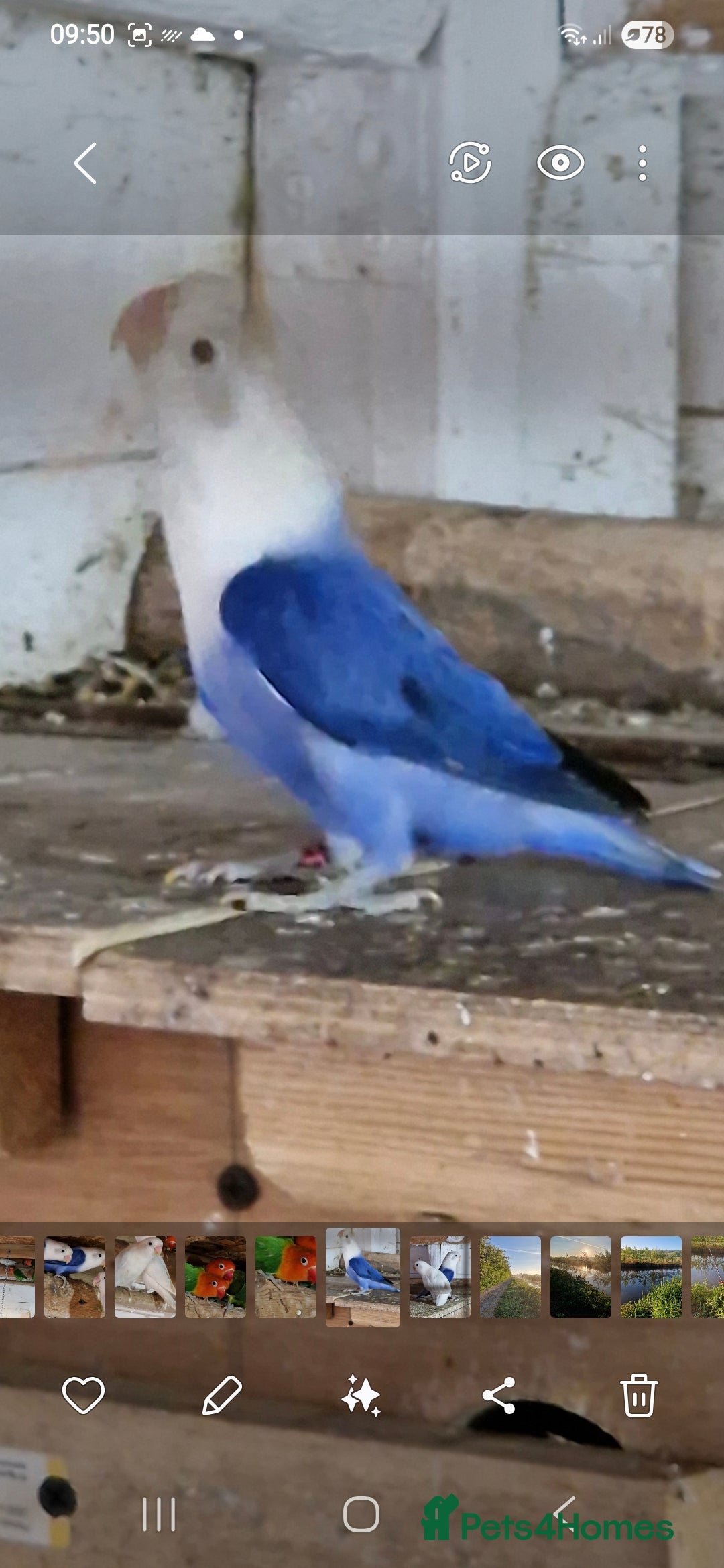 Lovebirds birds for sale: 4 pairs lovebirds - Advert 2