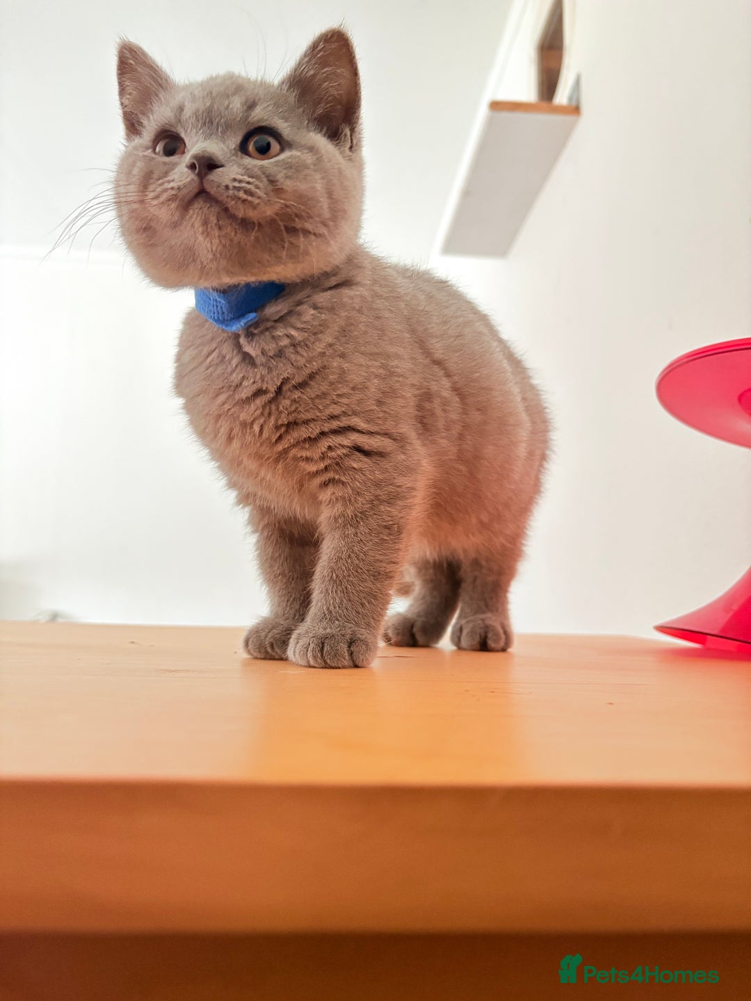 British Shorthair cats for sale: Adorable GCCF British Shorthair Kittens  - Image 8