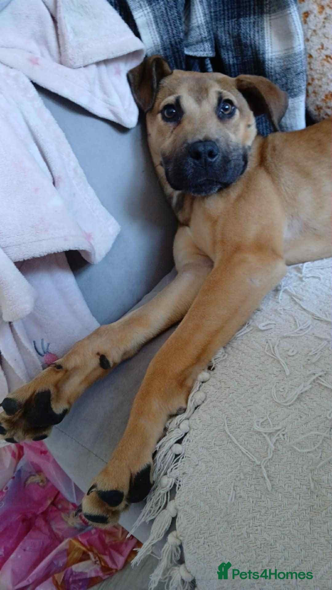 Mixed Breed dogs for sale: ROXY AND HAZARD FEMALES ASBO MALE  - Image 3