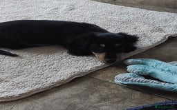 Miniature Dachshund dogs for sale: READY NOW BLACK & CREAM KC REG MINI L HAIRED DAXIS - Image 32