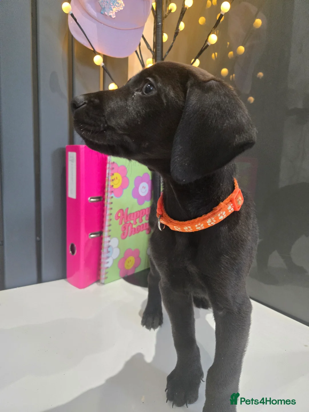 Mixed Breed dogs for sale: Doberman x Weimaraner Cross - Advert 5