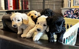 Cockapoo dogs for sale: COCKAPOO PUPPIES  - Image 5