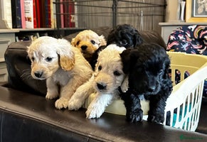 Cockapoo dogs - Advert 8