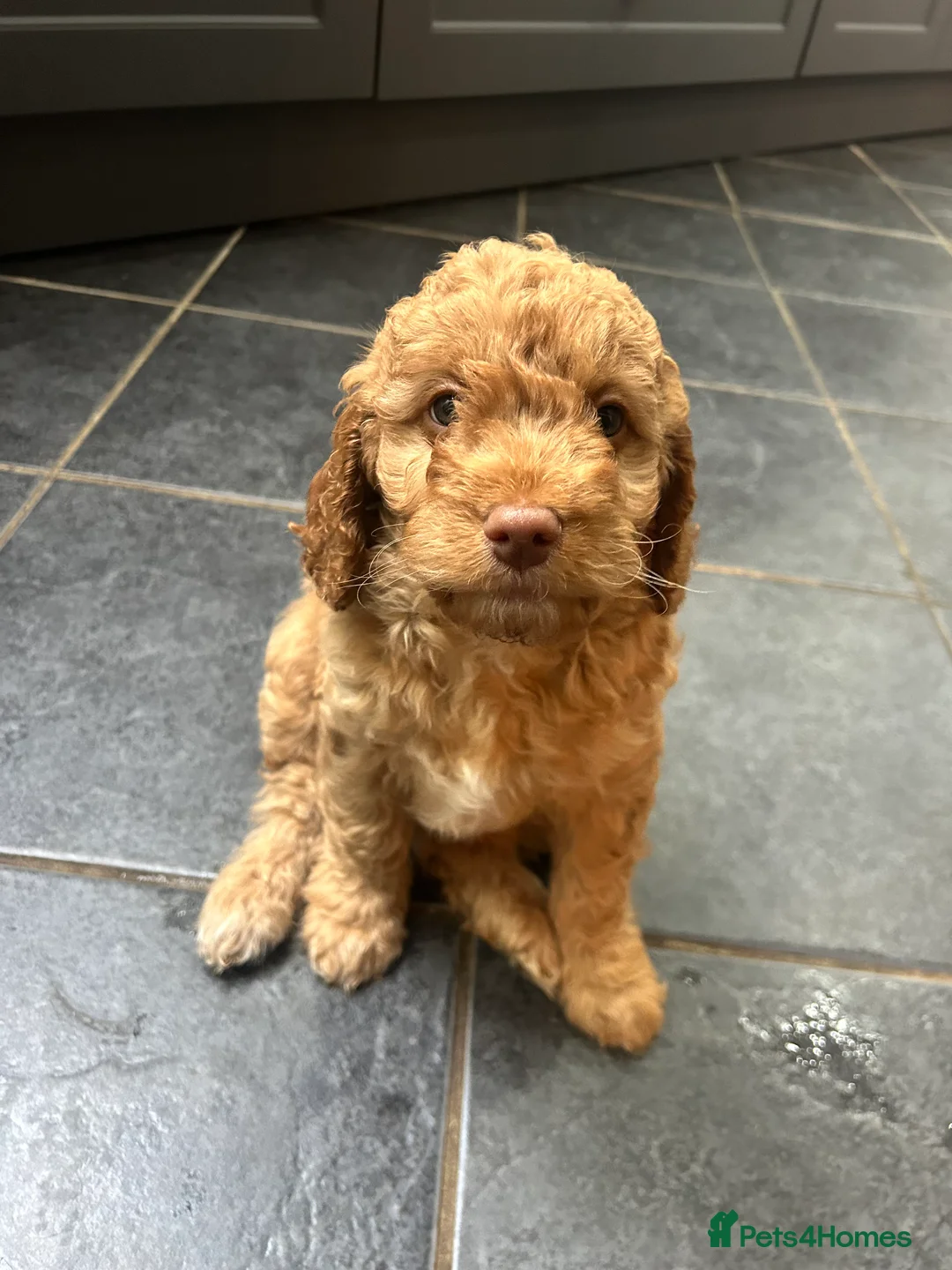 Cockapoo dogs for sale: 🐾 Ready NOW - 2 Cockapoo puppies 🐾 - Advert 2