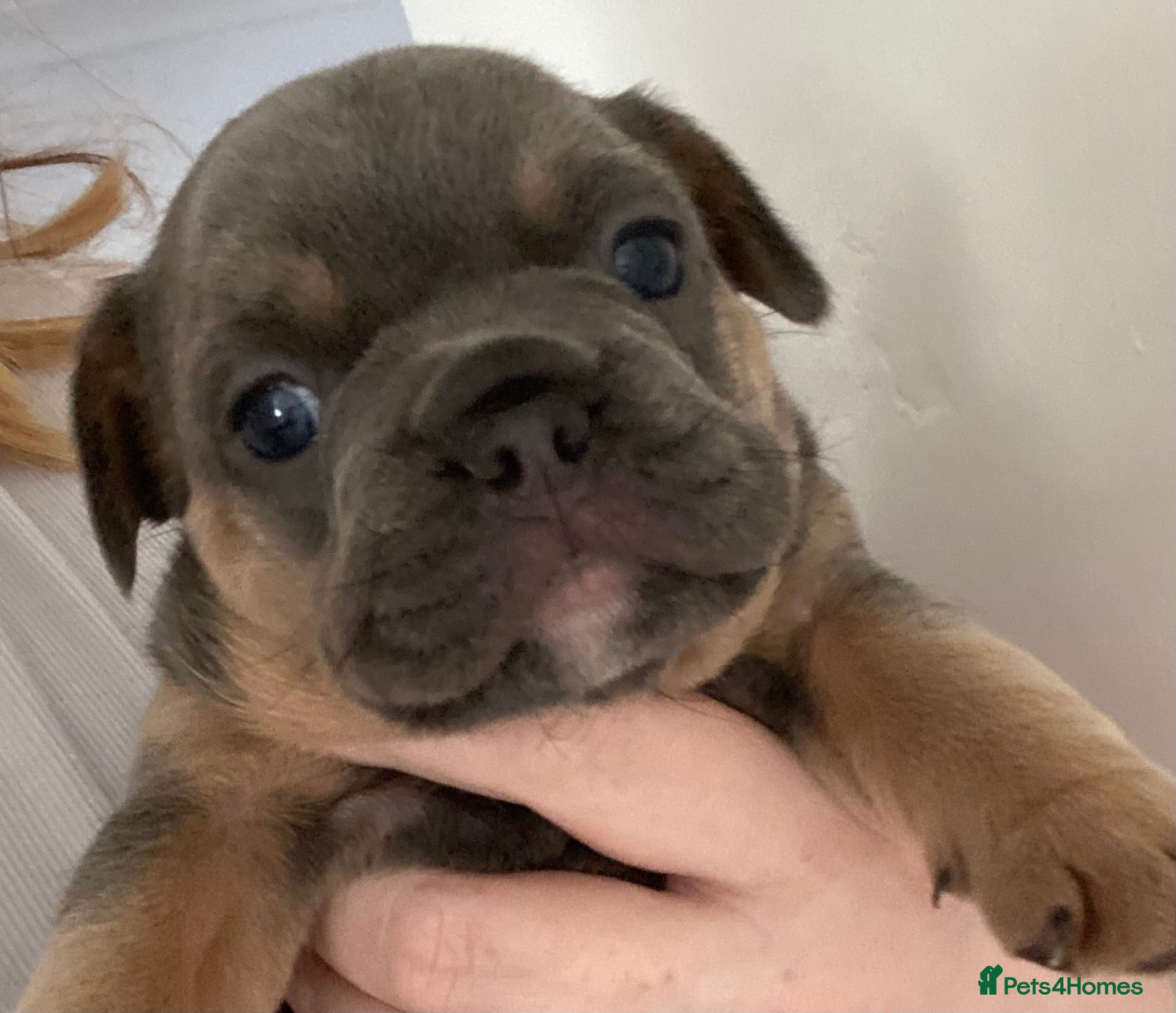 French Bulldog dogs 🐶 🐾 3 BEAUTIFUL FLUFFY CARRIERS FRENCHIES 🐾 🐶 - Advert 5