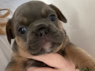 French Bulldog dogs 🐶 🐾 3 BEAUTIFUL FLUFFY CARRIERS FRENCHIES 🐾 🐶 - Advert 5