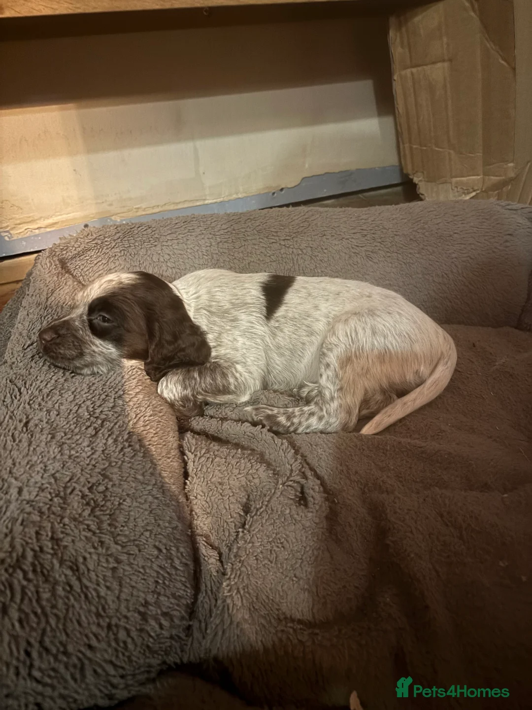 Cocker Spaniel dogs for sale: Gorgeous working cocker spaniel pups. 2 left.  - Advert 7