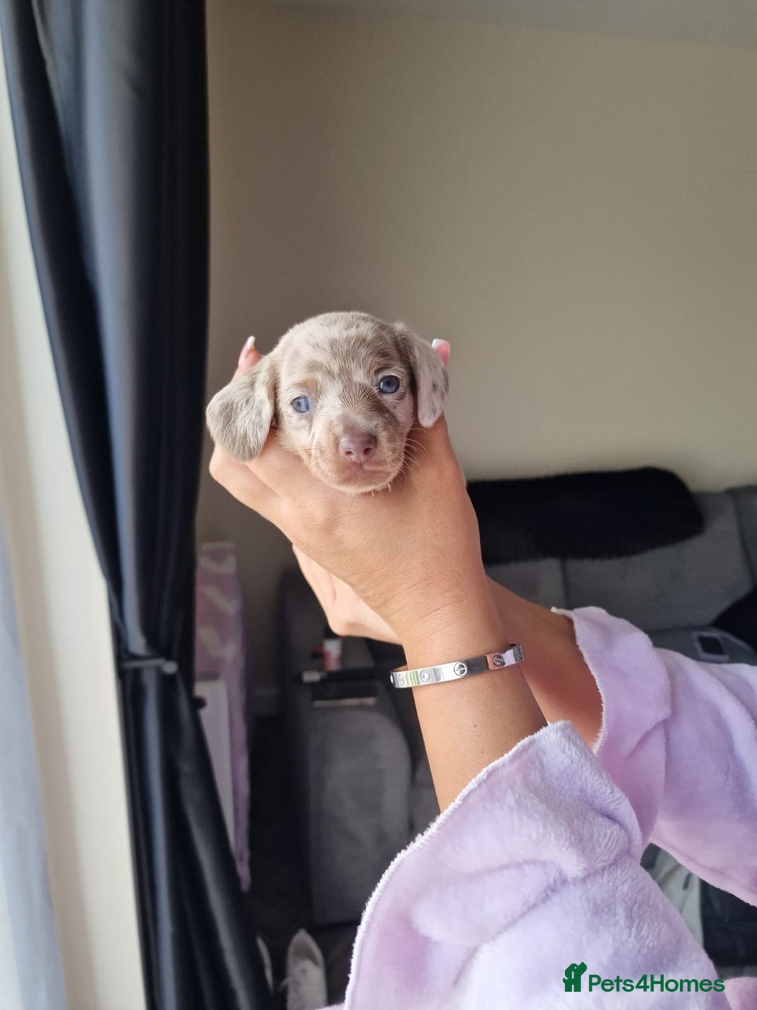 Dachshund dogs for sale: Dachshund puppies for sale - Advert 9