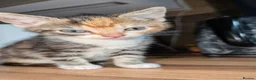 Mixed Breed cats for sale: Female for sale - Advert 5
