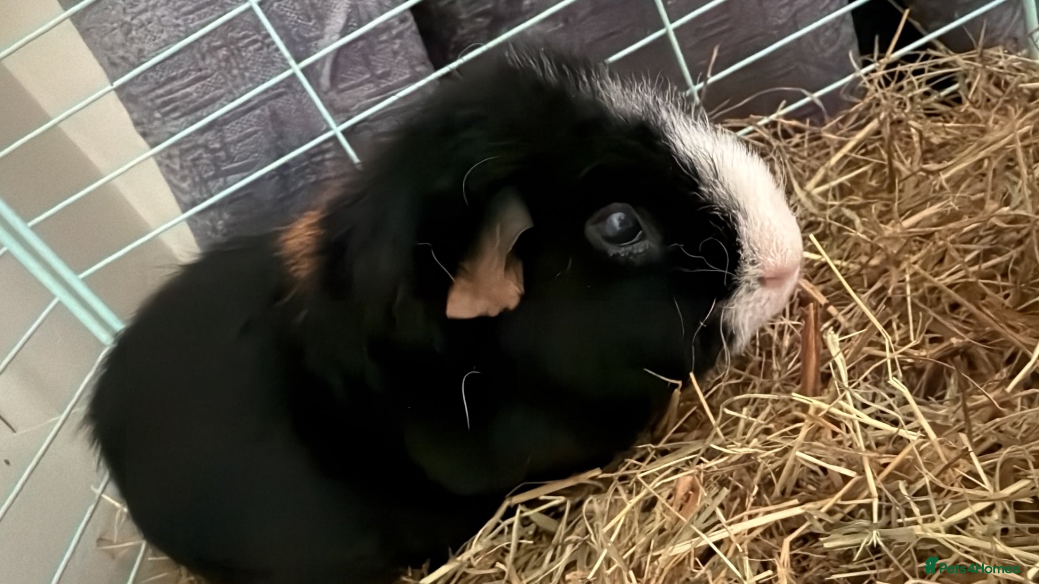 Guinea Pig rodents Three bonded female guinea pigs  - Advert 1