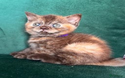 British Shorthair cats for sale: 2 beautiful BritishShorthair Colourpointed❤️‍🔥💝  - Image 8