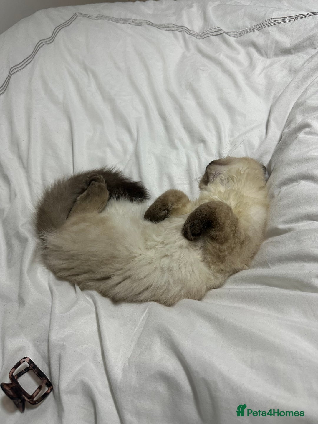 Ragdoll cats for sale: Very Fluffy Female Ragdoll Kitten - Advert 8