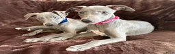Whippet dogs for sale: Beautiful KC Registered Whippets  - Advert 17