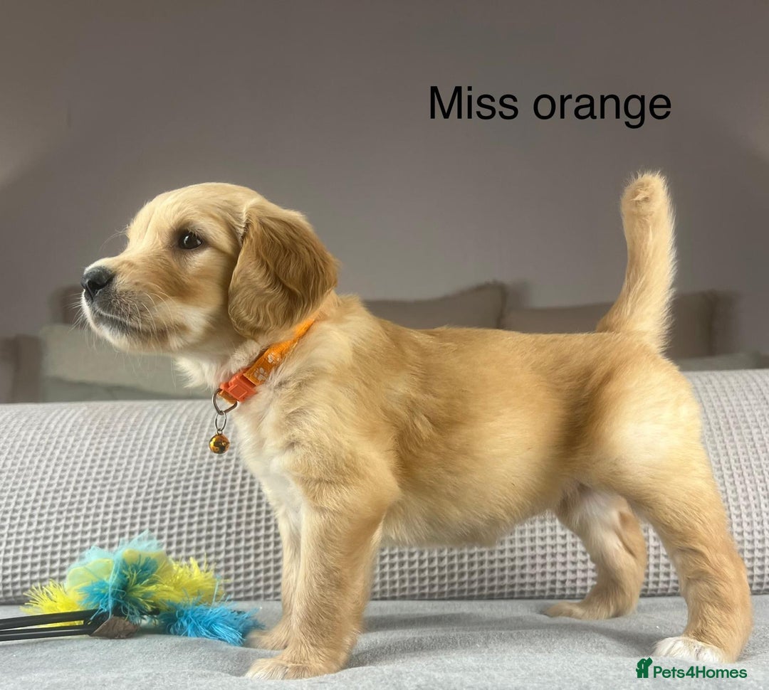 Golden Retriever dogs for sale: KC GOLDENS FROM HIP ELBOW DNA GOOD LINEAGE - Advert 18
