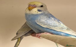 Budgerigars birds for sale: Baby Rainbow Budgies - Image 2