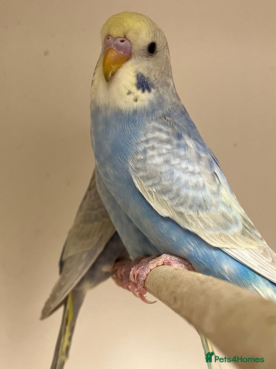 Budgerigars birds for sale: Baby Rainbow Budgies - Image 2