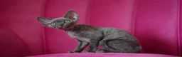 Devon Rex cats for sale: ❤️ Pure Line Devon Rex Kittens Available ❤️ - Advert 7