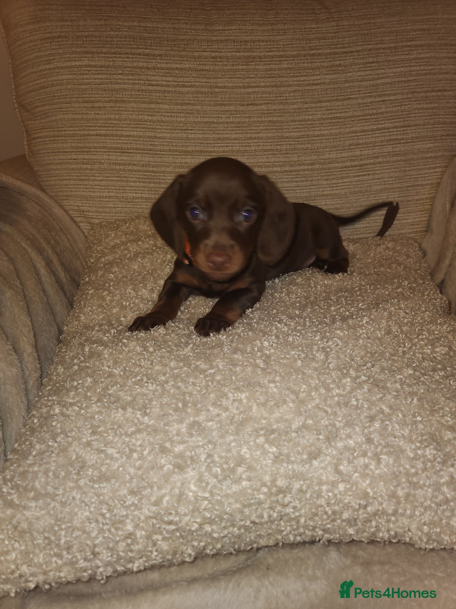 Miniature Dachshund dogs 6 beautiful Miniature Dachshund  - Advert 6