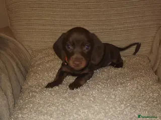 Miniature Dachshund dogs 6 beautiful Miniature Dachshund - Advert 6