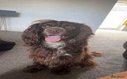 Sprocker dogs for sale: 2 year old Sprocker  - Image 8