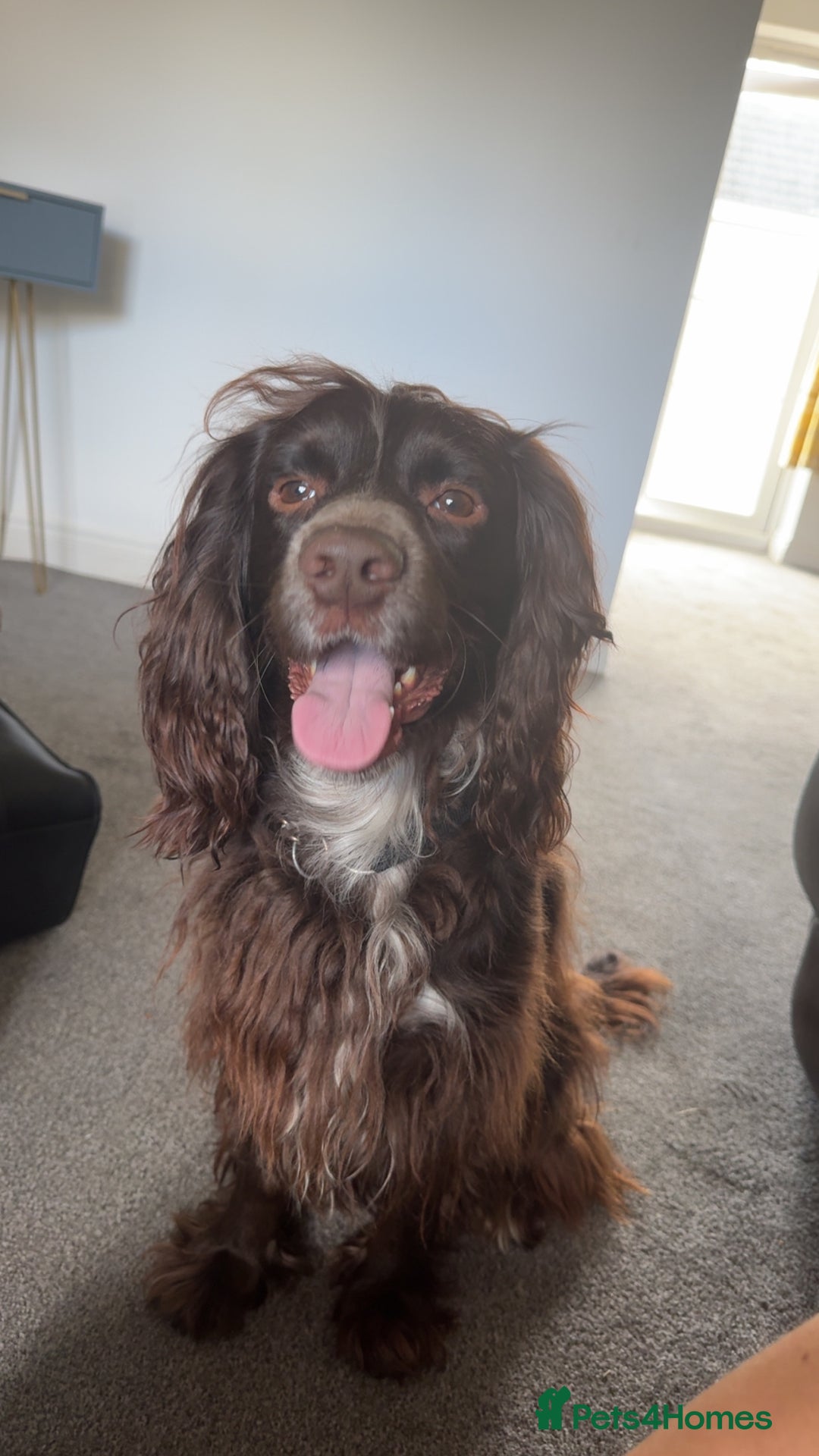 Sprocker dogs for sale: 2 year old Sprocker  - Image 8