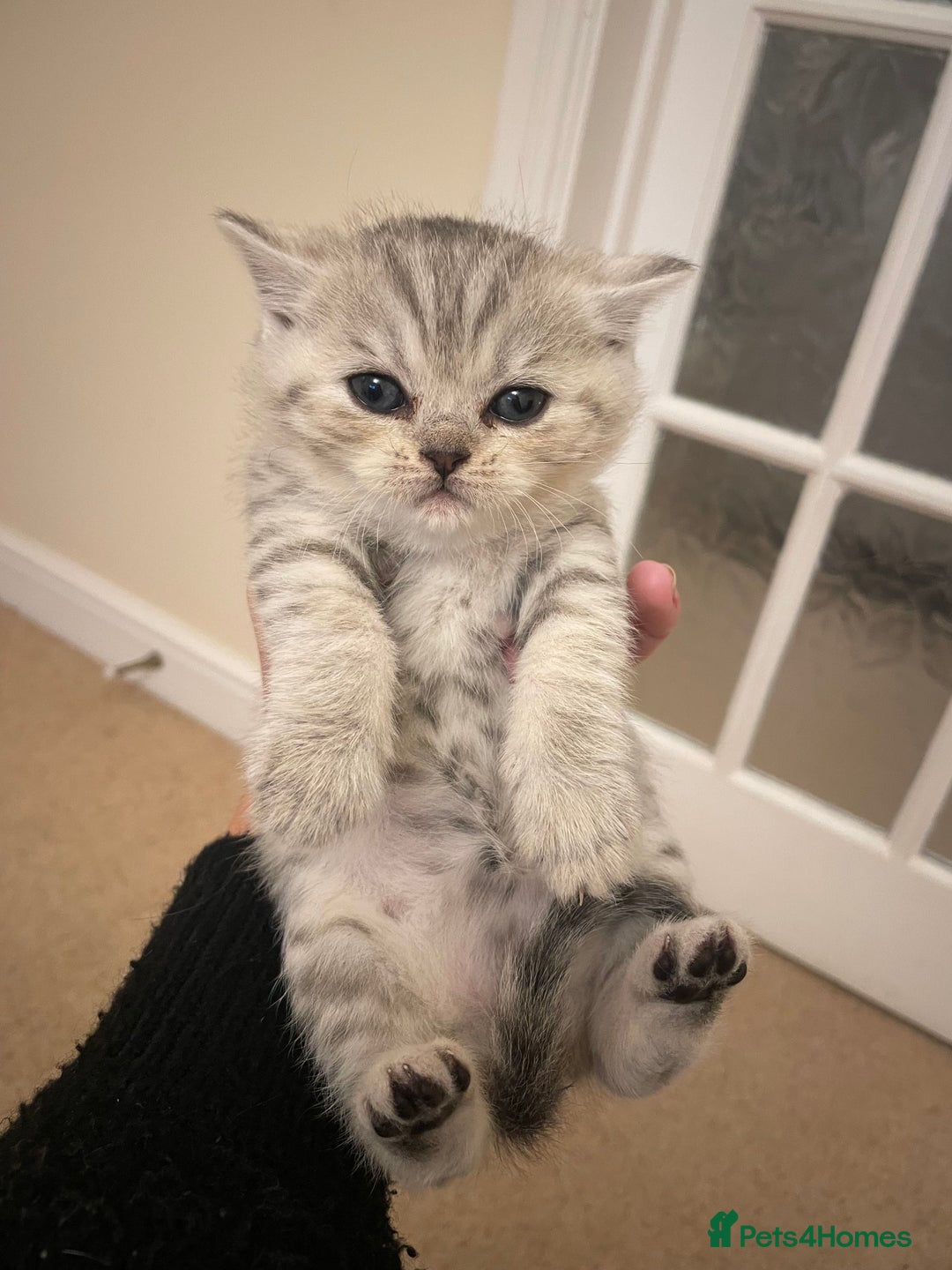British Shorthair cats for sale: GCCF reg silver British Shorthaired kittens  - Image 5