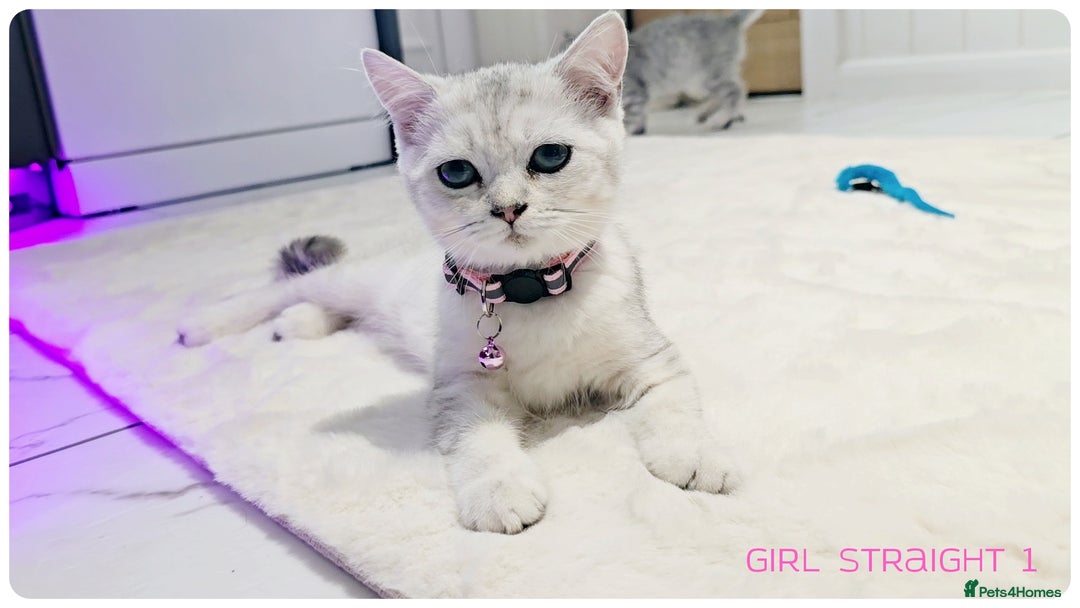 Scottish Fold cats for sale: Scotish Fold Kittens (Delivery available) - Image 4