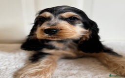 Cocker Spaniel dogs for sale: Last 2 boys fully vaccinated health checked  - Image 33