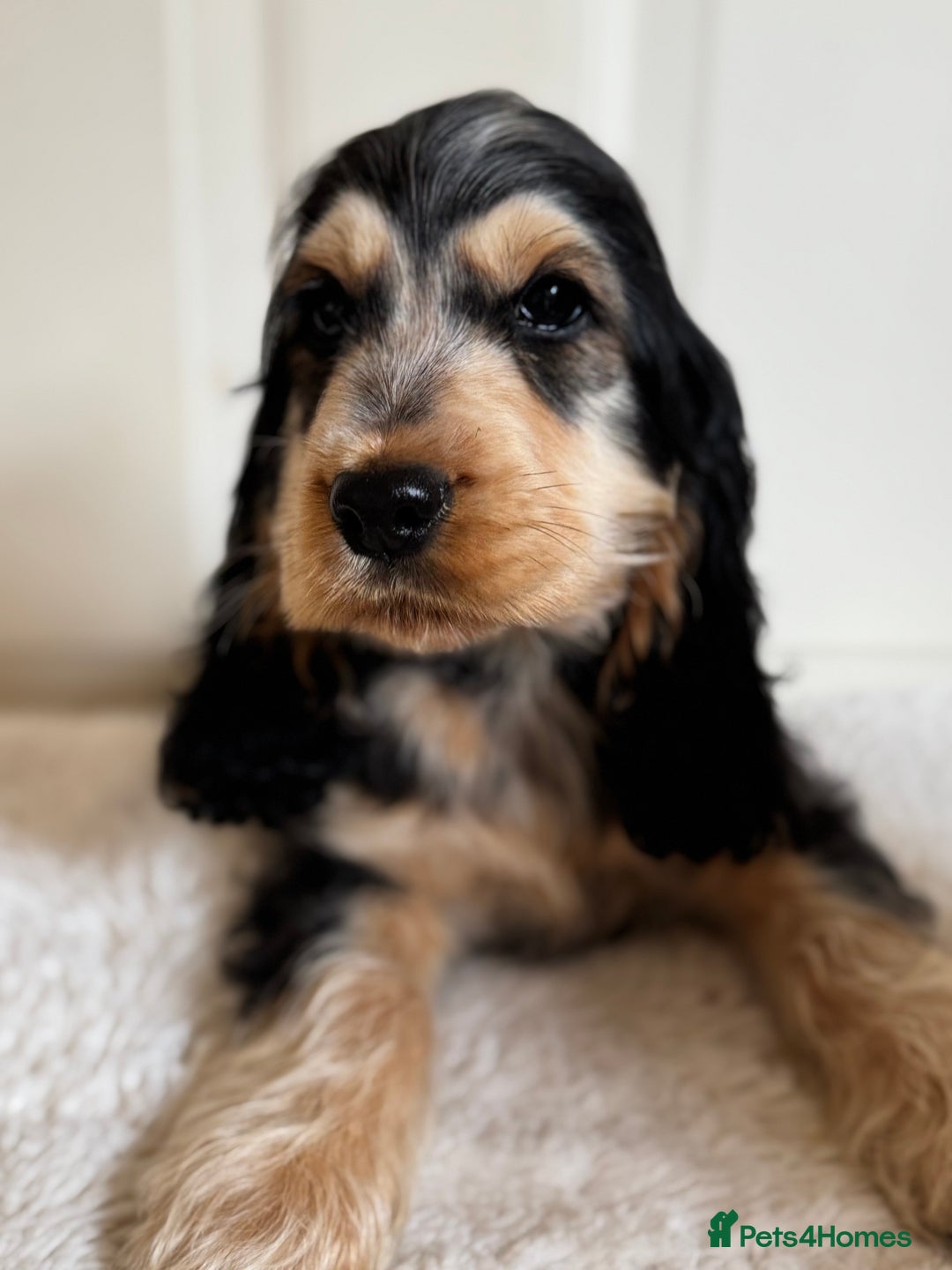 Cocker Spaniel dogs for sale: Last 2 boys fully vaccinated health checked  - Image 33