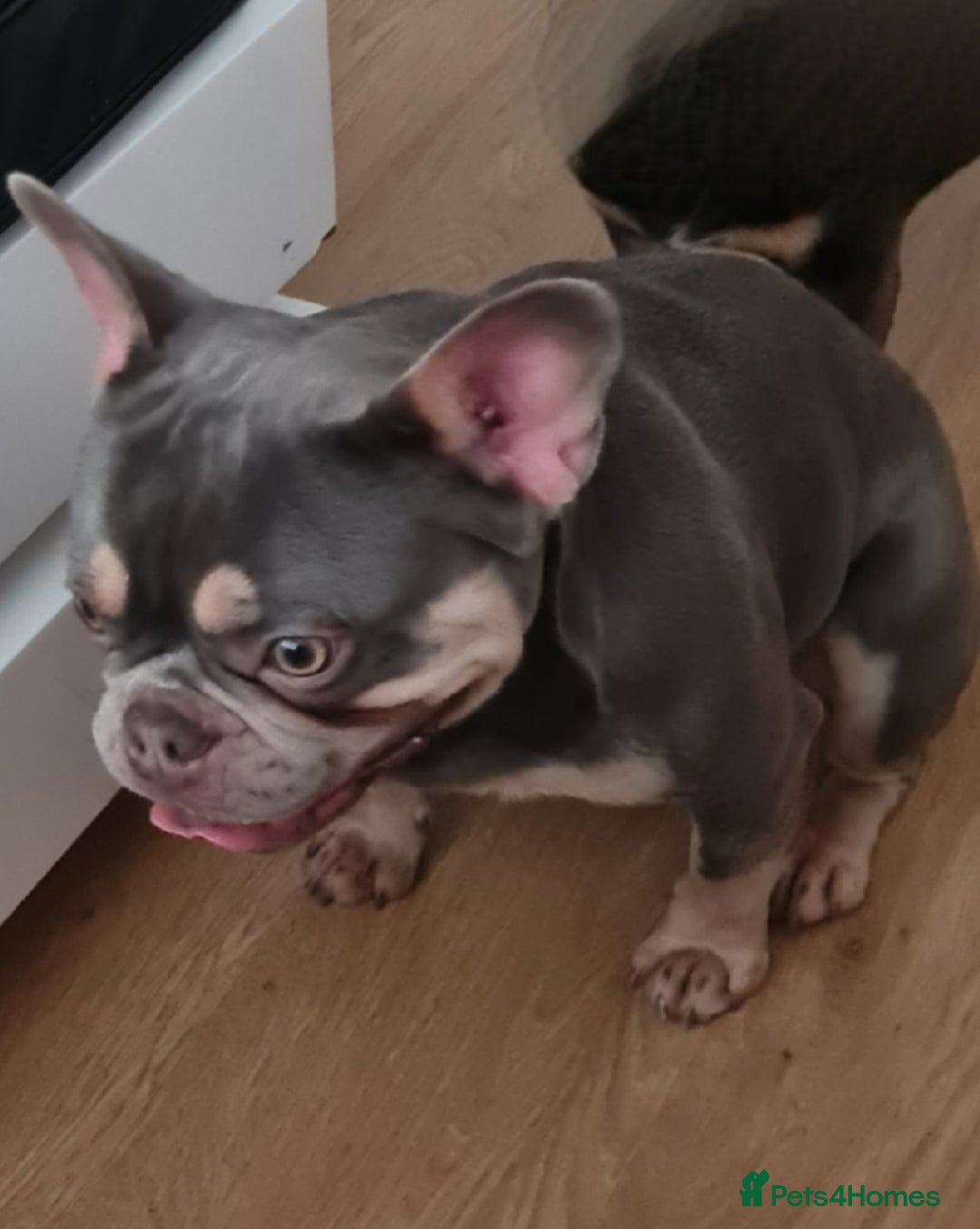 French Bulldog dogs for stud: Top Quality Stud RAMSGATE 🎯🎯 KC registered💣💣  in Ramsgate - Advert 8