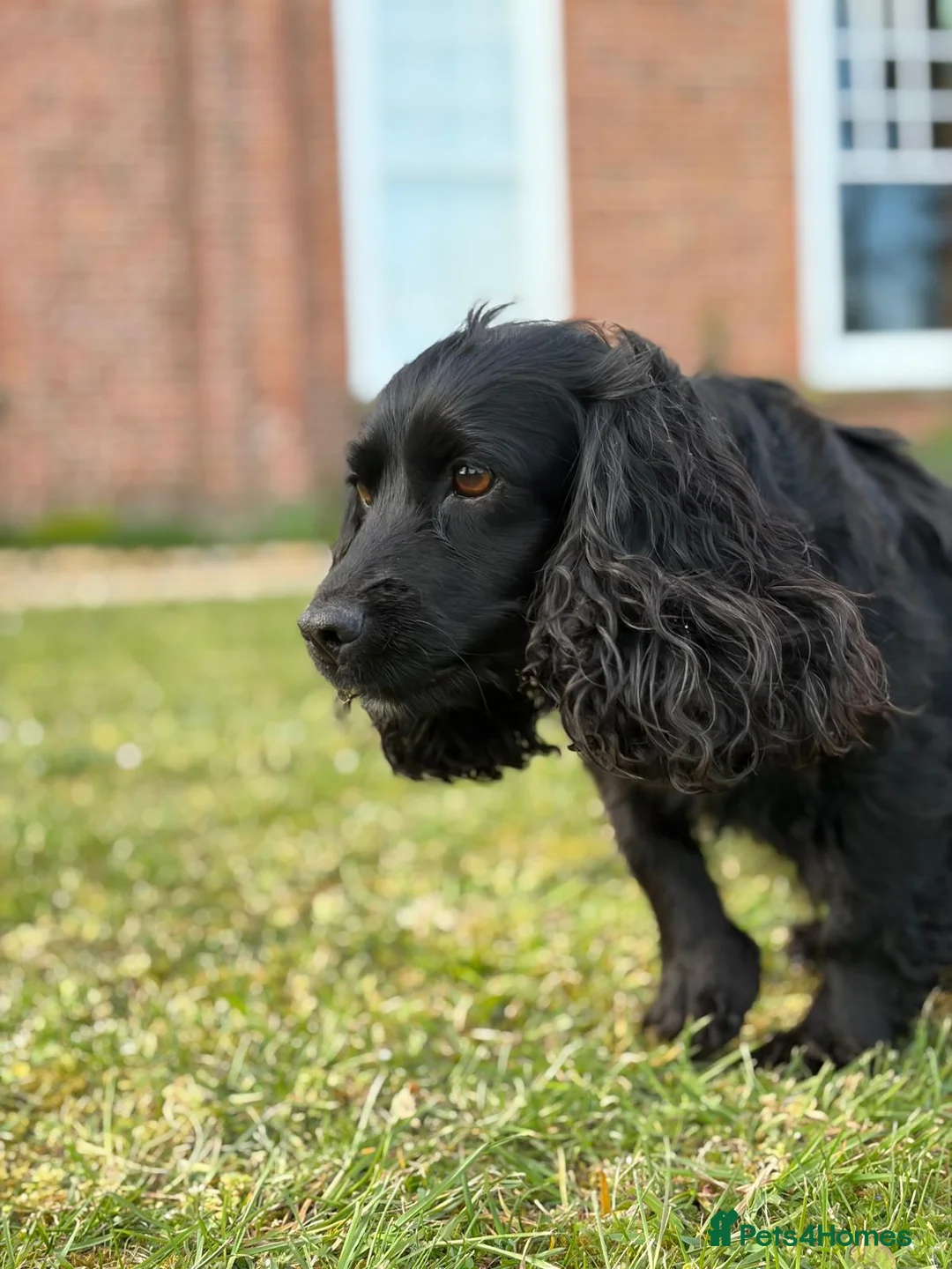 Cocker Spaniel dogs for sale: Handsome Cocker Spaniel Puppy for Sale  - Advert 7