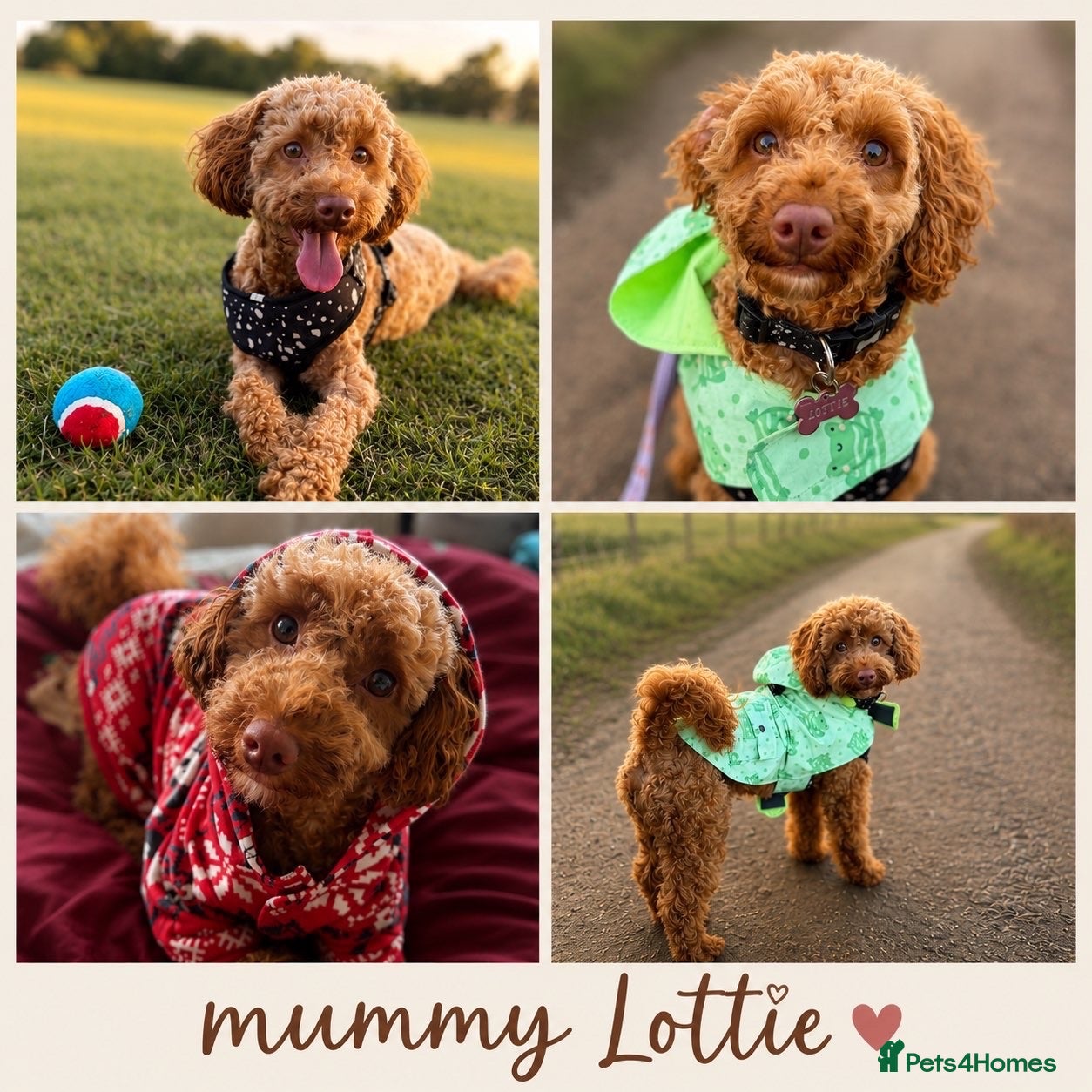 Mixed Breed dogs 5 Doxiepoos for sale - Advert 6