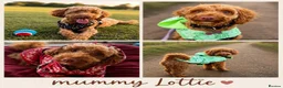 Mixed Breed dogs for sale: 5 Doxiepoos for sale in Rotherham - Advert 1
