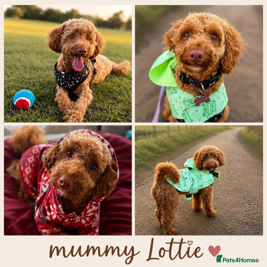 Mixed Breed dogs for sale: 5 Doxiepoos for sale in Rotherham - Advert 1