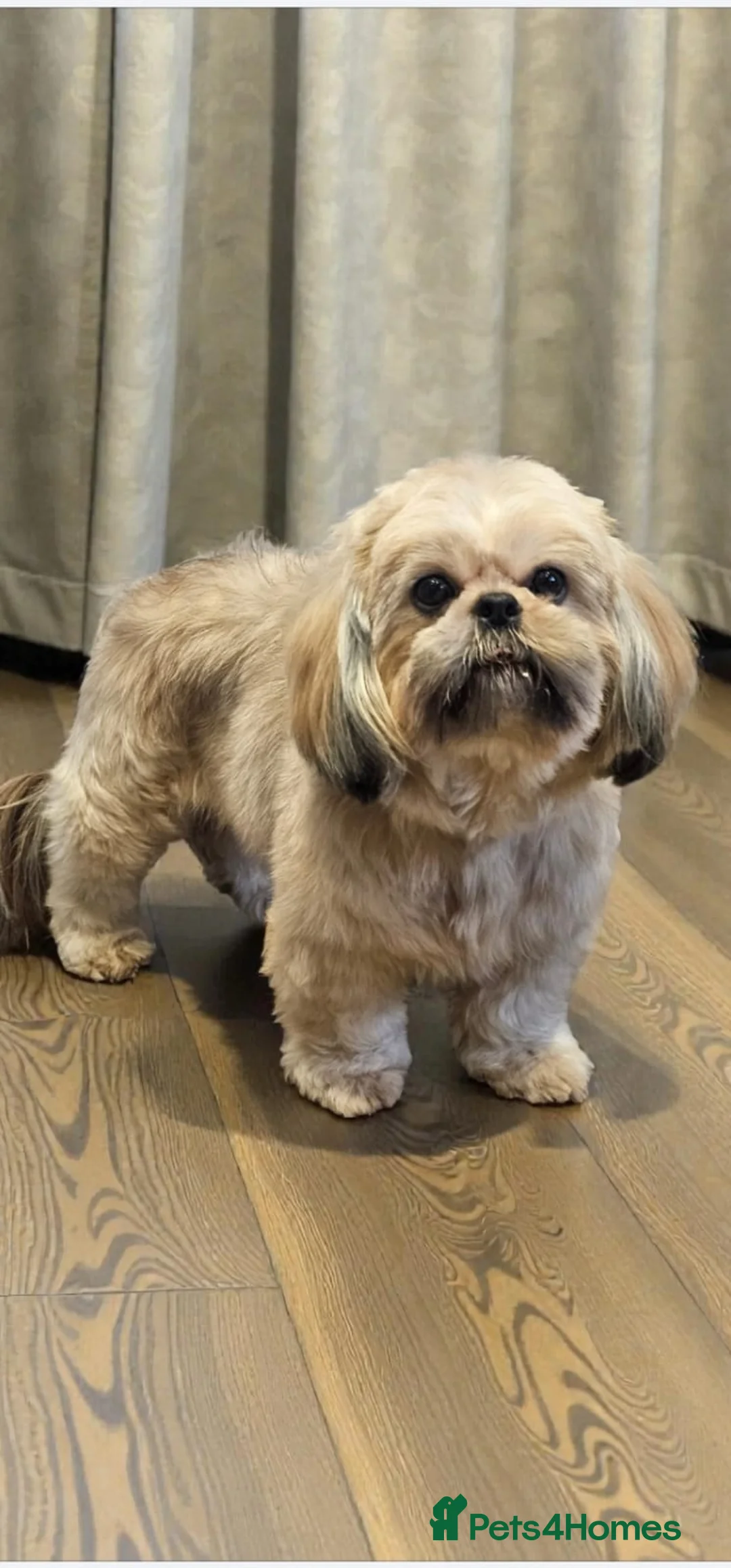 Shih Tzu dogs for sale: 💞TOP QUALITY 💞ADULT SHIH TZU 💞 - Advert 8