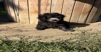 Maltipoo dogs - Advert 1