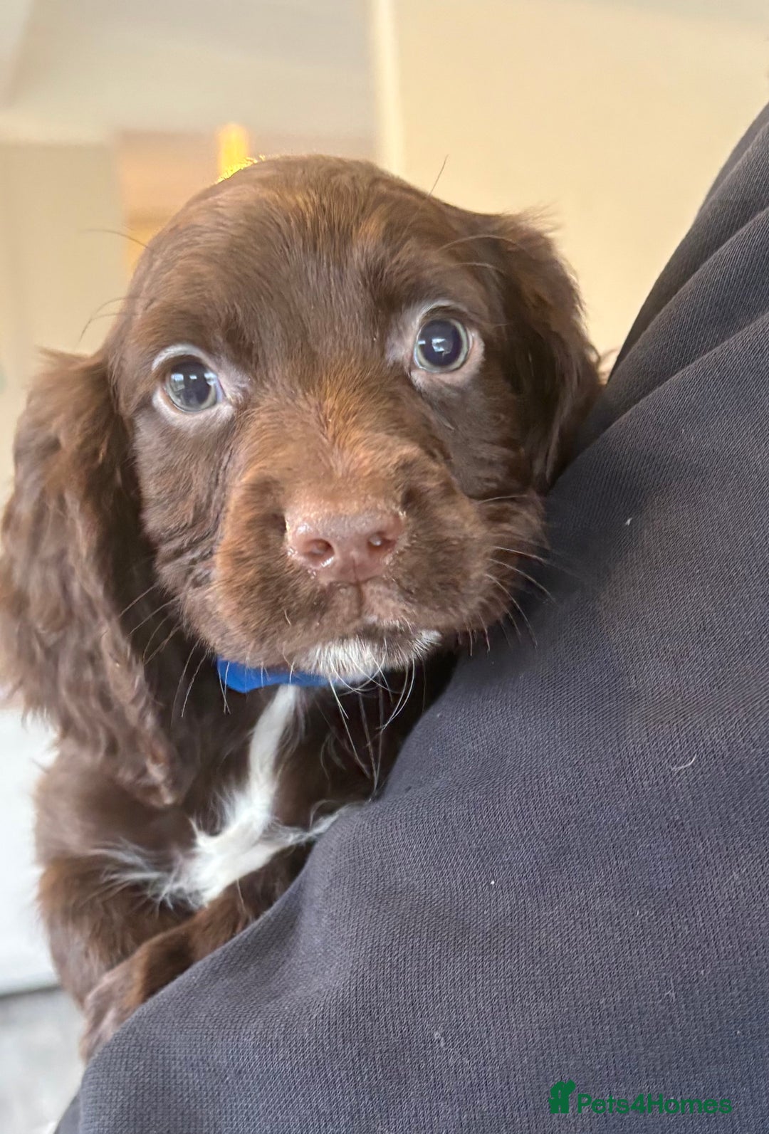 Sprocker dogs for sale: Beautiful Sprocker Puppies  - Advert 14
