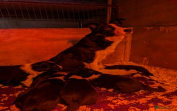 Border Collie dogs for sale: 6th Generation pedigree border collies  - Image 12