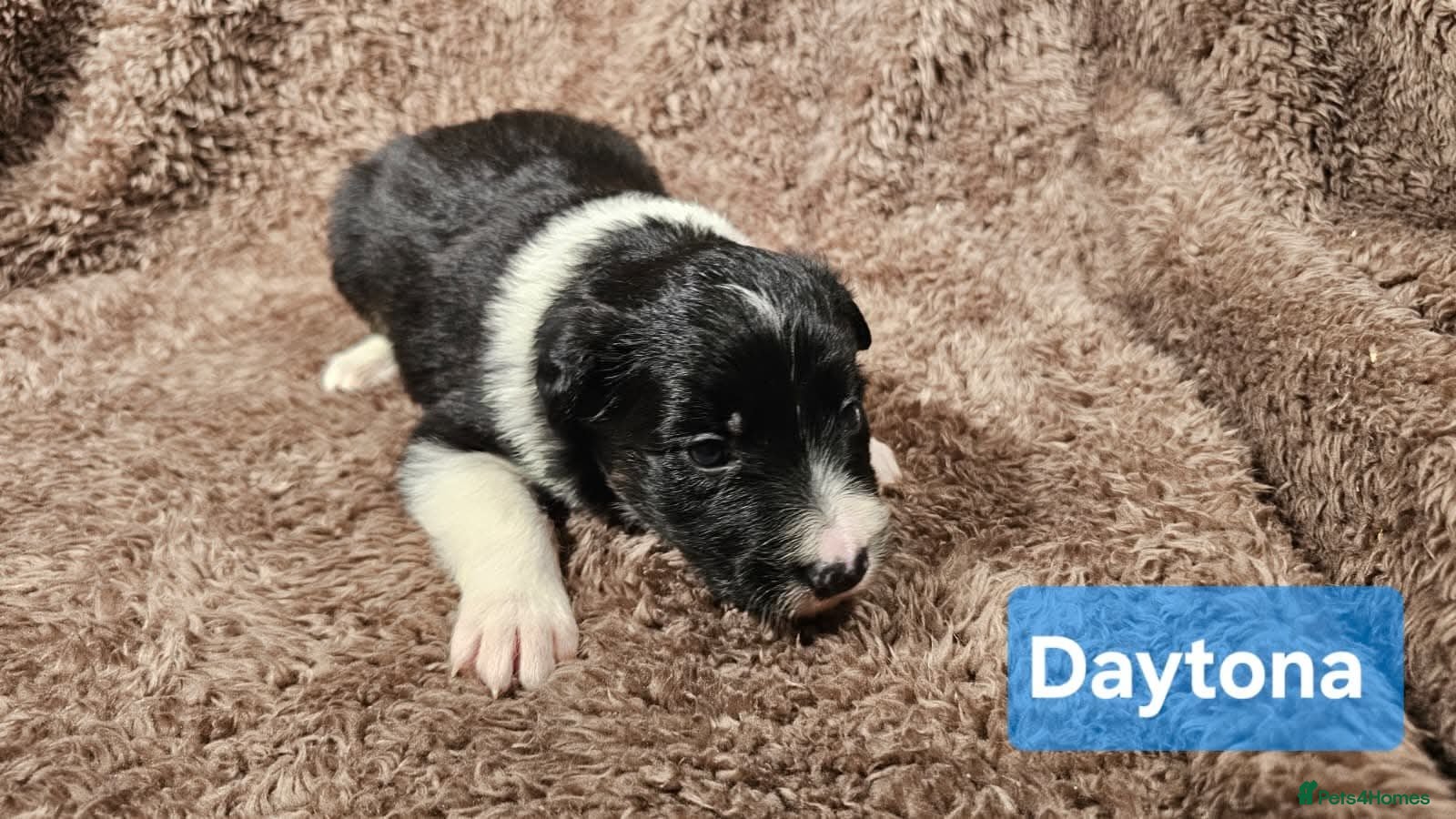 Border Collie dogs Border collie puppies  - Advert 1