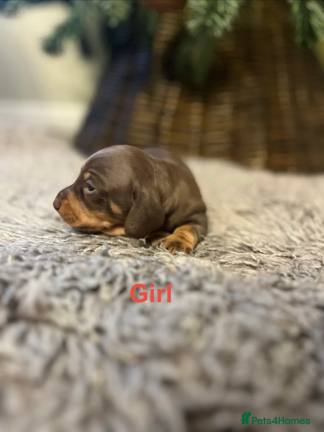 Miniature Dachshund dogs for sale: READY TO GO, 1 girl left! KC, PRA clear  - Advert 17