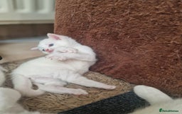 Mixed Breed cats for sale: Adorable white kittens  - Image 3