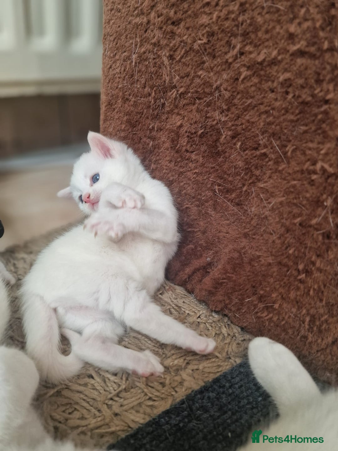 Mixed Breed cats for sale: Adorable white kittens  - Image 3