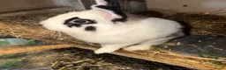 Lionhead rabbits for sale: Male lionhead - Advert 5