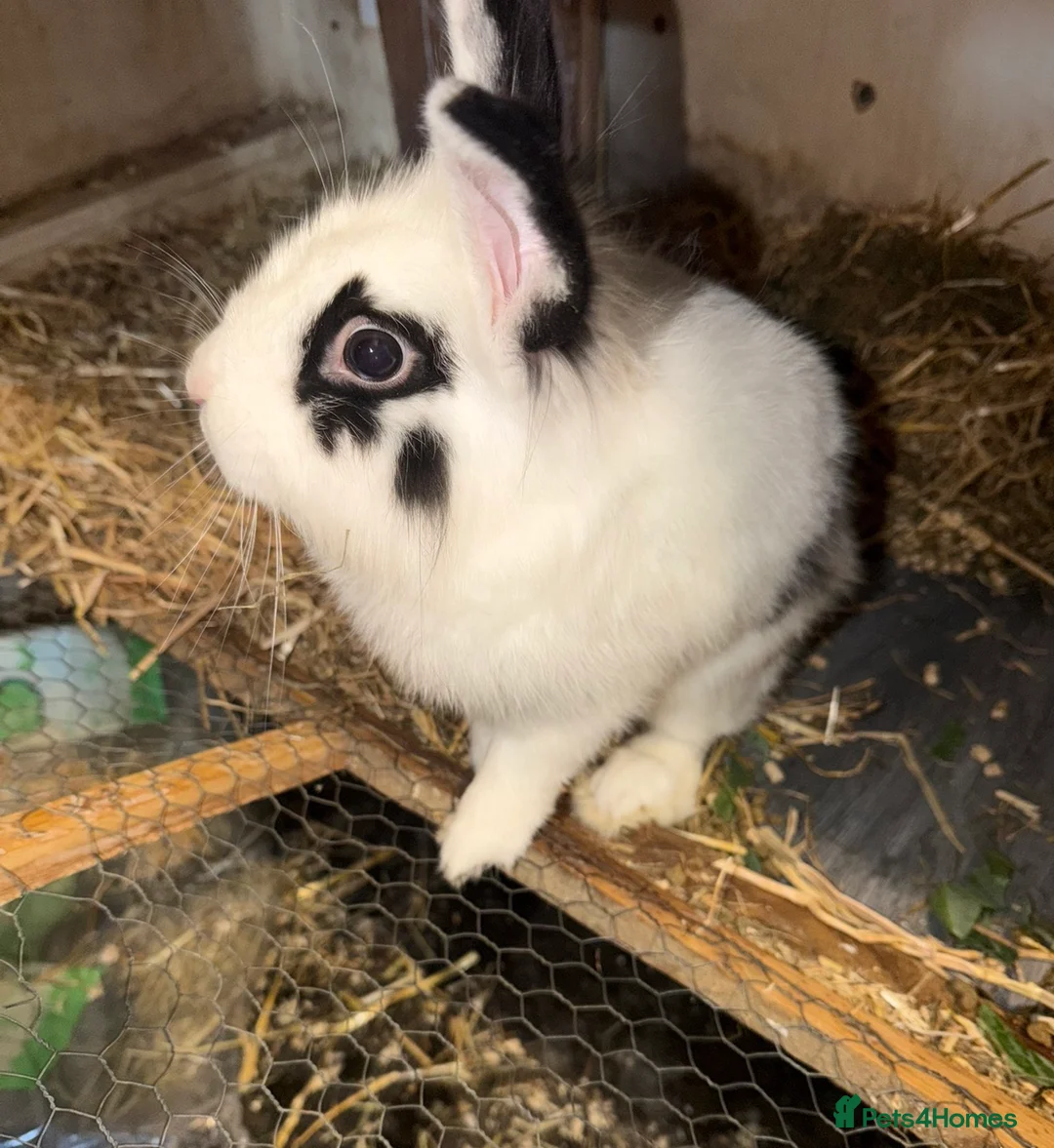 Lionhead rabbits for sale: Male lionhead - Advert 5