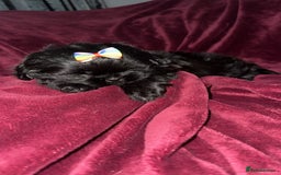 Shih Tzu dogs for sale: Shih Tzu Puppies  - Image 22