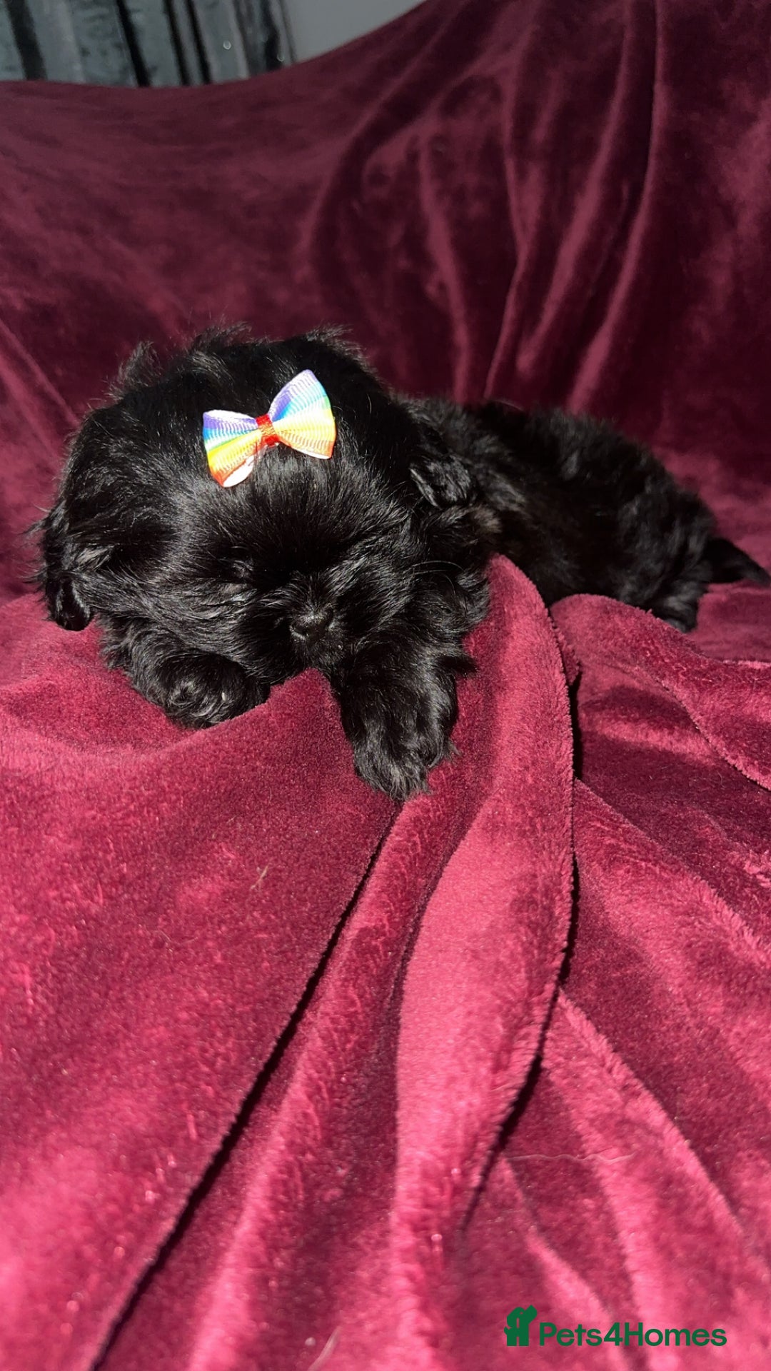 Shih Tzu dogs for sale: Shih Tzu Puppies  - Image 22